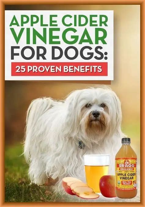 apple cider vinegar for dog pyoderma Apple cider vinegar can help reduce the itch and discomfort of an ear infection