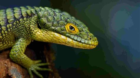 are alligator lizards dangerous  It is one of the most poisonous snakes in the world, its venom being complex and having a very fast cardiotoxic and neurotoxic action