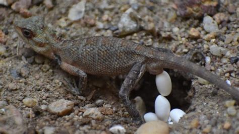 are alligator lizards dangerous Poisonous animals typically If you are asking what lizard is poisonous, you should know that there there are no known species of lizards that are poisonous