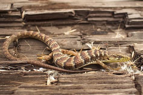are alligator lizards dangerous  Southern alligator lizards are a familiar sight for most Californians