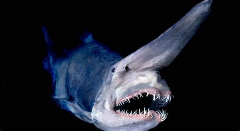are goblin sharks dangerous  The Goblin Shark tends to live at 890-3,150 ft (270-960 m) along the upper continental slope and in deep sea canyons