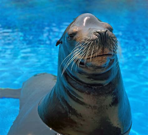 are sea lions smarter than dogs  Dogs are good at learning things