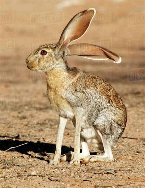arizona jack rabbit size  The average adult reaches a length of 2 feet and weighs between 3 and 6 pounds