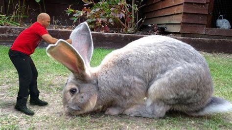arizona jack rabbit size  Toll Free:+1-800-582-2169