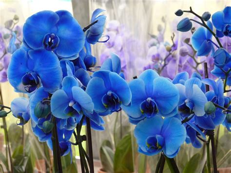 arquétipo da orquídea LILÁS: essa cor na flor orquídea representa dignidade, purificação, elevação e espiritualidade