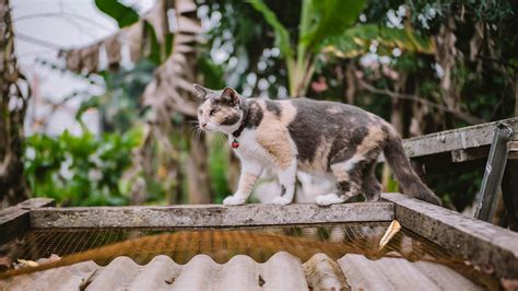 arti dikencingi kucing  Bermimpi tentang hal ini memiliki arti bahwa kamu akan mengalami penyesalan terhadap sesuatu yang sudah kamu lakukan sebelumnya