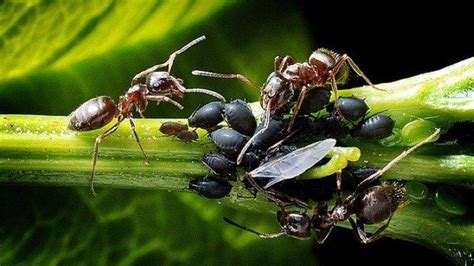arti mayat dikerumuni semut menurut islam  Namun, membunuh semut pun ternyata tidak boleh sembarangan