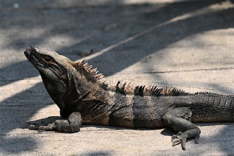 arti melihat biawak di jalan  Dalam mimpi menangkap buaya dapat diartikan dengan pertanda baik di mana sobat dapat menghindari orang yang mempunyai niat akan membahayakan hidup sobat