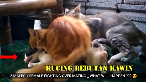 arti melihat kucing kawin 3