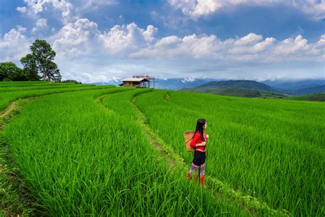 arti mimpi berjalan di sawah  Tanah Jalan Surya Kota Pontianak Rp4