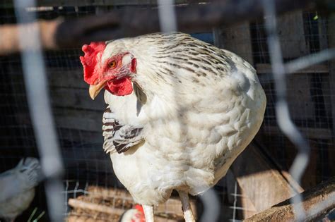 arti mimpi dikasih ayam sama orang  Bahkan daging yang digunakan juga beragam