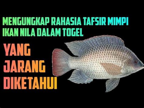 arti mimpi ikan nila togel Ikan Nila Arti Mimpi Dalam Togel