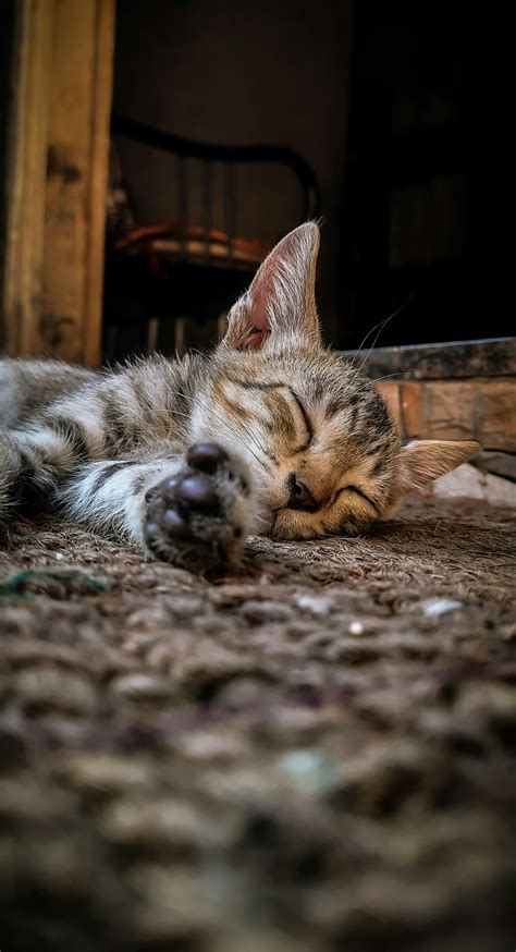 arti mimpi kucing mati Arti mimpi dicakar kucing menunjukkan bahwa kamu sebaiknya membuka mata lebar-lebar dan waspada dalam bertindak