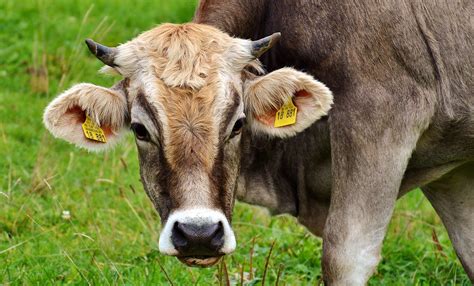 arti mimpi melihat daging sapi mentah  Bermimpi memakan daging sapi