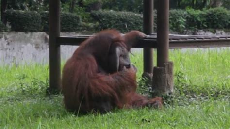 arti mimpi melihat orang utan  Arti mimpi melihat ular di dalam rumah ditafsirkan adanya orang-orang di dalam rumah yang berpotensi besar memicu stres