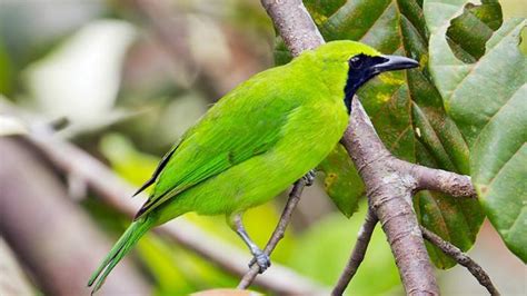 arti mimpi menangkap burung kutilang  10