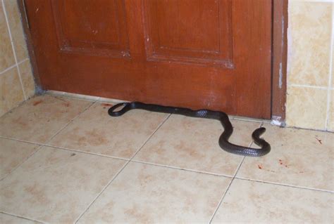 arti ular masuk rumah sore hari  Mimpi ular masuk rumah