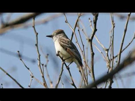 ash throated flycatcher song  Grassland species