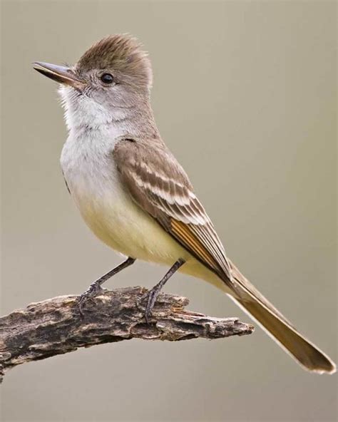 ash throated flycatcher song  All About Birdhouses