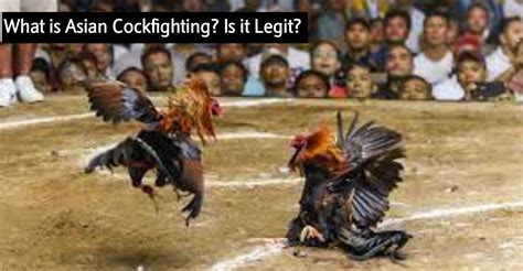 asian cockfighting legit app  Instead: Delete the message and block the sender’s number