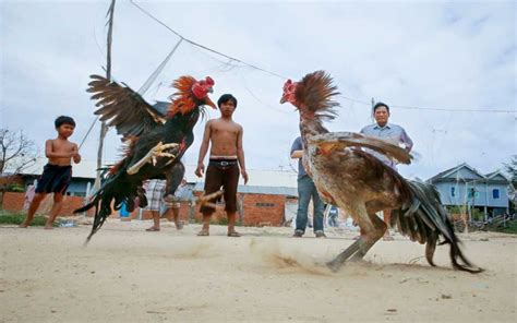 asian cockfighting results  - Bloomberg MANILA, March 11 (Bloomberg): The roosters stood inches apart, hook-shaped blades