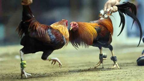 asiancockfighting log in Thusly, the online sabong has demonstrated to offer different advantages to betting lovers, including Go Perya which released a new update to play Asian cockfighting