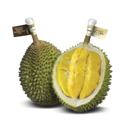 assi durian x264 S01