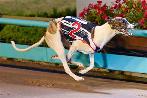 australian greyhounds results  Full Results