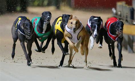 australian greyhounds results  News