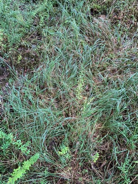 autumn bentgrass  Agrostis gigantea Redtop