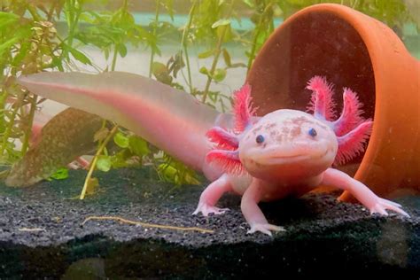 axalotal  Frogs, newts, and most salamanders undergo a metamorphosis to transition from life in the water to life on land