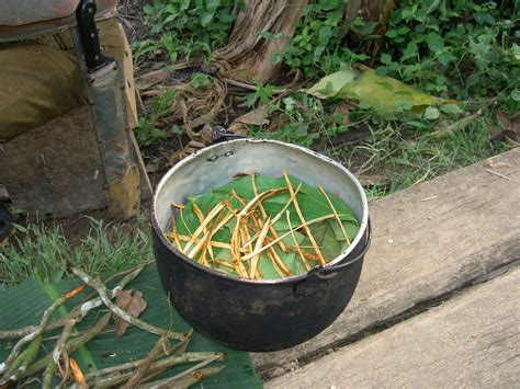 ayahuasca phangan Ayahuasca rituals enable a ‘directioning’ of the effects of the brew; they circumscribe a field of possibilities, containing the experience and providing tools to render it meaningful