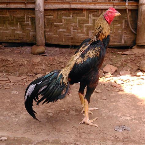 ayam bangkok juara  5