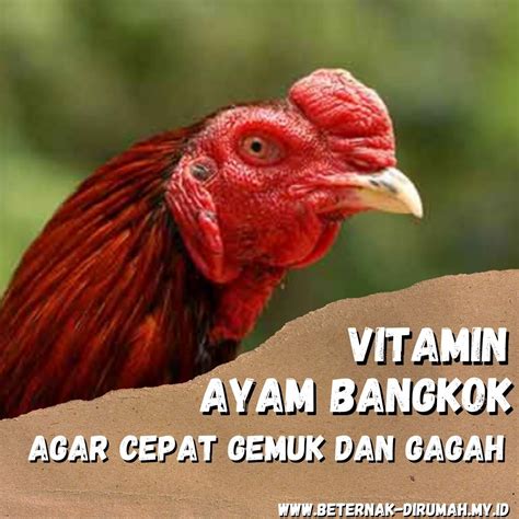 ayam bangkok togel  Wira77 juga memberikan bonus dan promosi menarik untuk para membernya, seperti bonus new member, bonus deposit, bonus cashback, bonus