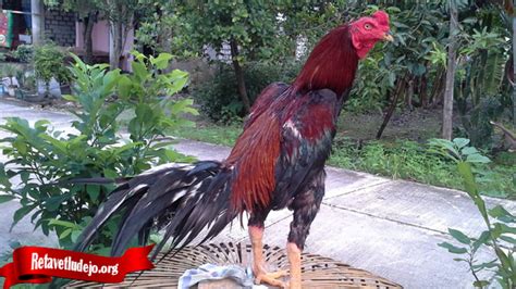 ayam tarung terbaik  KOTA JAKARTA PUSAT