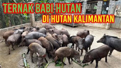 babi hutan togel 2d 