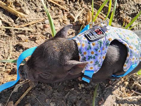 baby potbelly  ½ a cup of high-quality pellets for pot belly pigs weighing 25 pounds