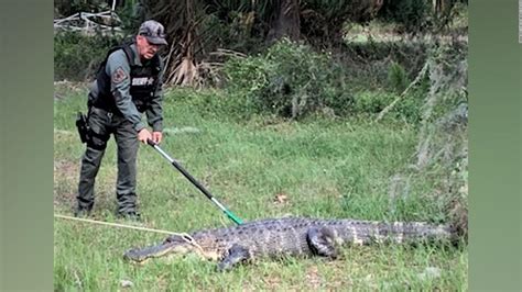 babylon escorts alligator  Mature Women 40+