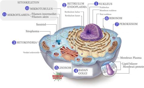 badan sel  Berfungsi untuk meneruskan rangsangan dari reseptor menuju badan sel