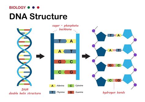 bagaimana struktur dna Helicase adalah enzim yang berperan dalam proses replikasi ADN