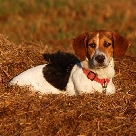 bagel dog breed price in india <i> Welcome to the delightful world of Lizzy's puppies! Our beautiful 3-year-old Beagle, Lizzy, has blessed us with a gorgeous litter of 5 puppies - 3 handsome boys and 2 charming girls</i>