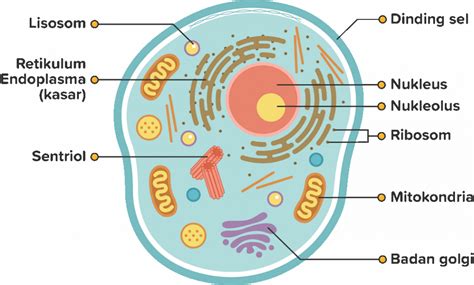 bagian bagian sel manusia  Di