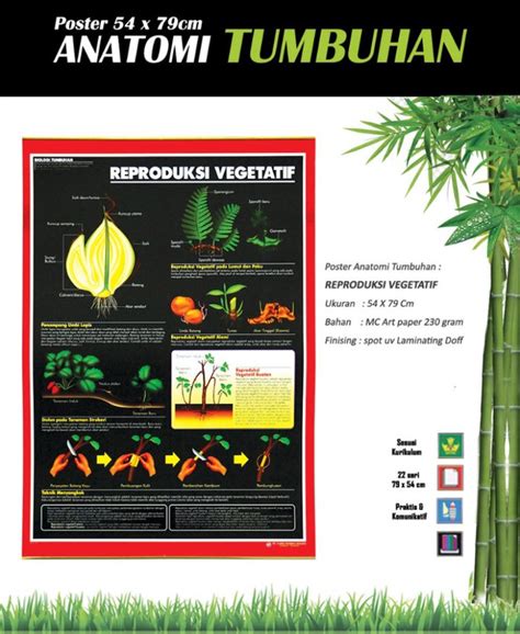 bagian vegetatif 2 Bahan Tanam Vegetatif dan Cara Perbanyakannya