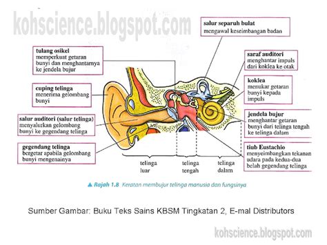 bahasa inggris telinga adalah <b>4 </b>