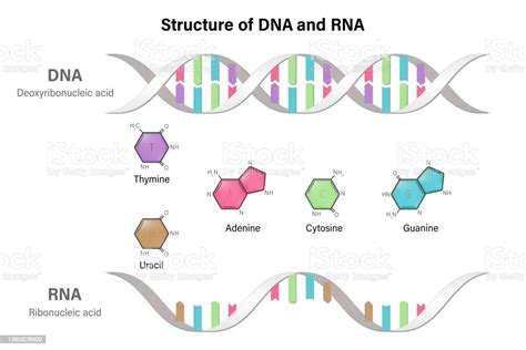 basa nitrogen dna  Jadi Rantai sense adalah Rantai DNA yang kodenya disalin