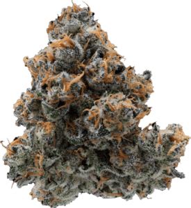 bazookas strain Welcome to our comprehensive review of Bozokas