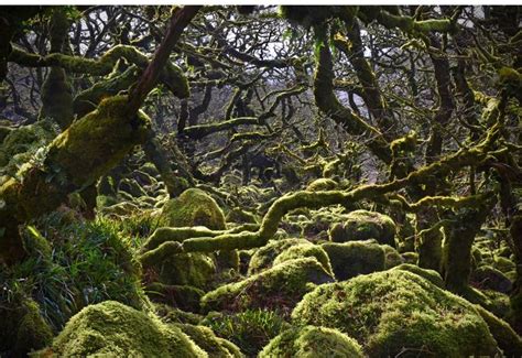 bbc weather dartmoor national park  The Devon Wildlife Trust said the rainforests - located in isolated pockets of Dartmoor National Park - cover less than 1% of the county