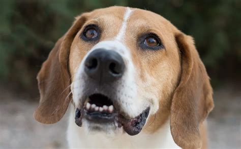 beagal dog  This adorable dog is a cross between a Beagle and an English Bulldog