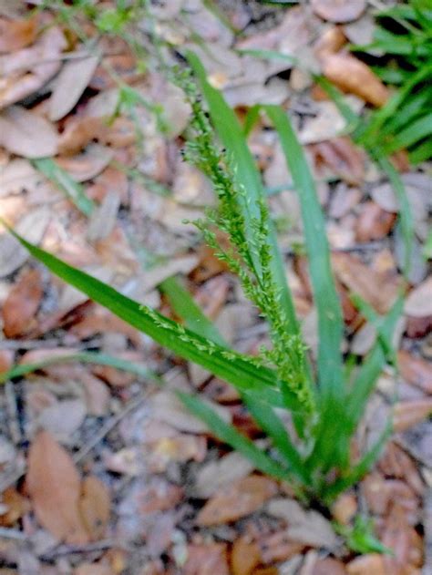 beaked panicgrass va ecotype 50 % Helenium autumnale, Northern VA Ecotype Common Sneezeweed, Northern VA Ecotype 216
