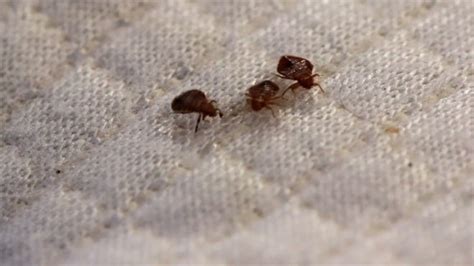 bed bugs treasure island  Voyager Motel 16410 W Front BCH Rd Panama City Beach FL 32413